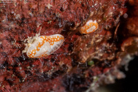 Didemnum mosleyi (Didemnum Mosleyi)