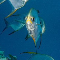 Trachinotus blochii (Snubnose Pompano)