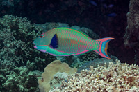Cetoscarus ocellatus (Spotted Parrotfish)