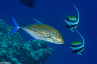 Caranx melampygus (Bluefin Trevally)