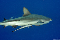 Echeneis naucrates (Sharksucker)
