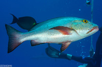 Lutjanus bohar (Red Snapper)