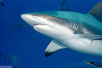Carcharhinus amblyrhynchos (Gray Reef Shark)