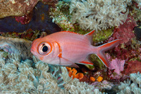 Myripristis vittata (Whitetip Soldierfish)