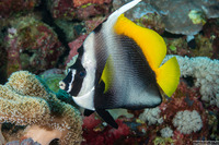 Heniochus singularius (Singular Bannerfish)