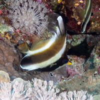 Heniochus chrysostomus (Pennant Bannerfish)