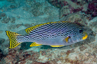 Plectorhinchus lineatus (Diagonal-Banded Sweetlips)
