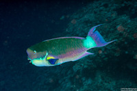 Chlorurus microrhinos (Steephead Parrotfish)
