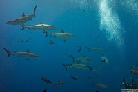 Carcharhinus amblyrhynchos (Gray Reef Shark)