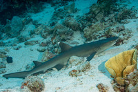 Triaenodon obesus (Whitetip Reef Shark)