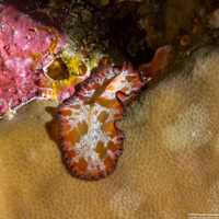 Pseudobiceros cf. fulgor (Pseudobiceros cf. Fulgor)