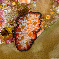 Pseudobiceros cf. fulgor (Pseudobiceros cf. Fulgor)