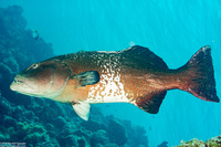 Plectropomus laevis (Blacksaddle Coral Grouper)