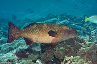 Plectropomus areolatus (Squaretail Coral Grouper)