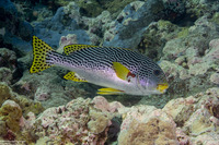 Plectorhinchus lineatus (Diagonal-Banded Sweetlips)