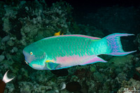 Chlorurus microrhinos (Steephead Parrotfish)