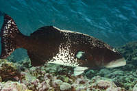 Plectropomus laevis (Blacksaddle Coral Grouper)