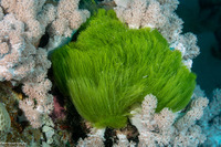 Chlorodesmis fastigiata (Turtle Weed)