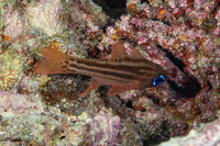 Ostorhinchus compressus (Splitband Cardinalfish)