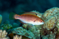 Cirrhilabrus punctatus (Dotted Fairy Wrasse)