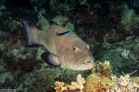 Plectropomus areolatus (Squaretail Coral Grouper)