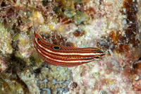Halichoeres biocellatus (Doublespot Wrasse)