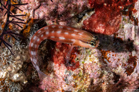 Ecsenius australianus (Australian Coralblenny)