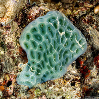 Lissoclinum patella (Lissoclinum Patella)