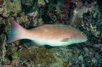 Plectropomus leopardus (Leopard Coral Grouper)