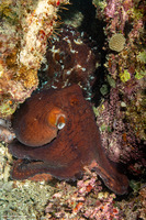 Octopus cyanea (Day Octopus)