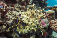Millepora sp.1 (Encrusting Fire Coral)