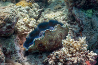 Tridacna derasa (Smooth Giant Clam)