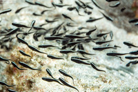 Plotosus lineatus (Striped Catfish)