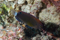 Pomacentrus bankanensis (Speckled Damsel)