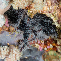 Celleporaria sibogae (Celleporaria Sibogae)