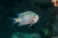 Chrysiptera glauca (Gray Damsel)