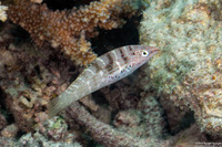 Coris batuensis (Batu Coris)