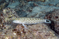 Parapercis hexophtalma (Speckled Sandperch)