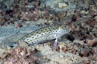 Parapercis hexophtalma (Speckled Sandperch)