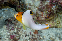 Cetoscarus ocellatus (Spotted Parrotfish)