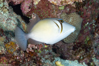 Sufflamen bursa (Scythe Triggerfish)