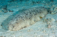 Holothuria fuscogilva (White Teatfish Sea Cucumber)