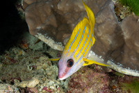 Lutjanus kasmira (Bluestripe Snapper)