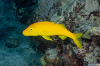 Parupeneus cyclostomus (Goldsaddle Goatfish)
