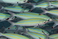 Pterocaesio digramma (Double-Lined Fusilier)