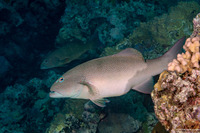 Plectropomus leopardus (Leopard Coral Grouper)