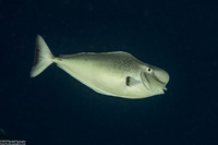 Naso tonganus (Humpnose Unicornfish)