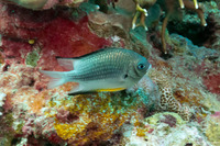 Amblyglyphidodon leucogaster (Yellowbelly Damsel)