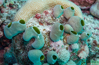 Didemnum molle (Urn Ascidian)