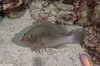 Anyperodon leucogrammicus (Slender Grouper)